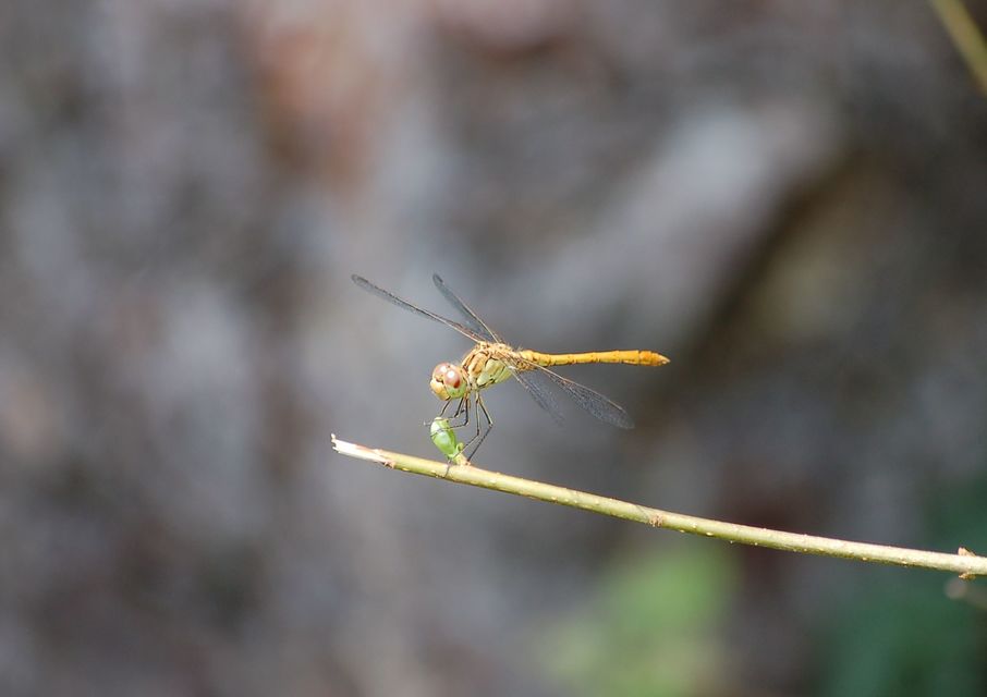 Sympetrum meridionale - fakó katona-szitakötő