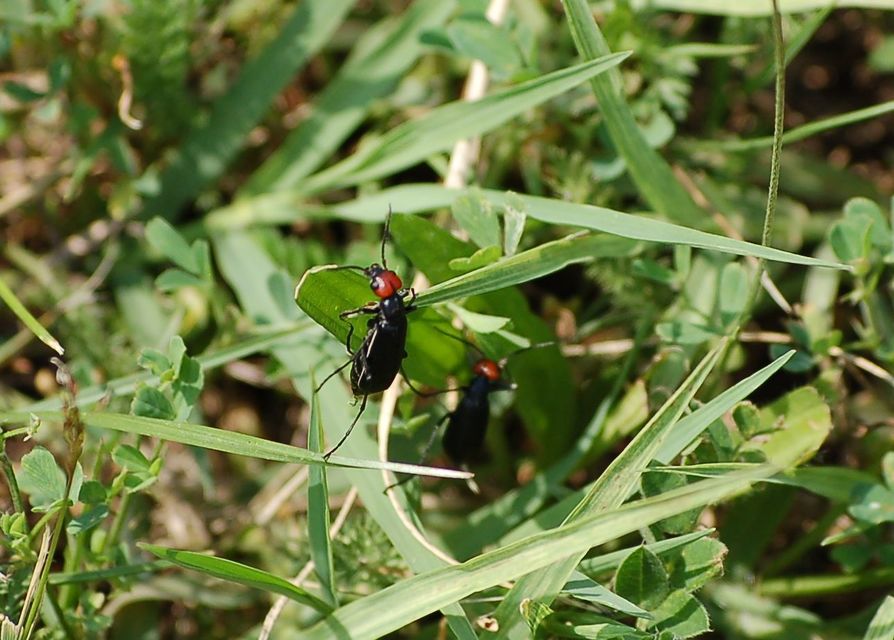 Epicauta rufidorsum - hollóbogár