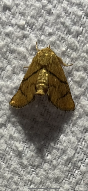 Apoda limacodes - kagylólepke