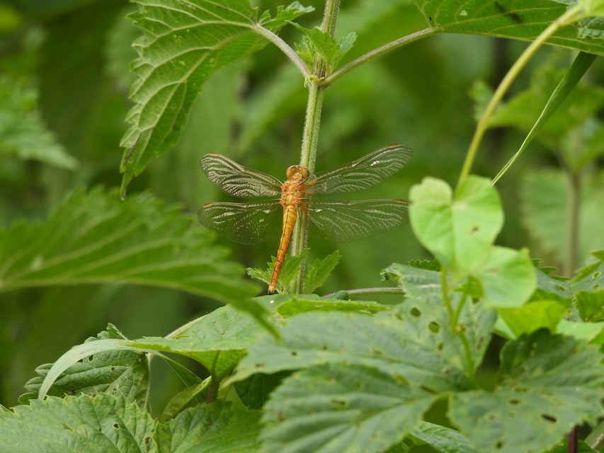 Orthetrum coerulescens - karcsú pásztorszitakötő