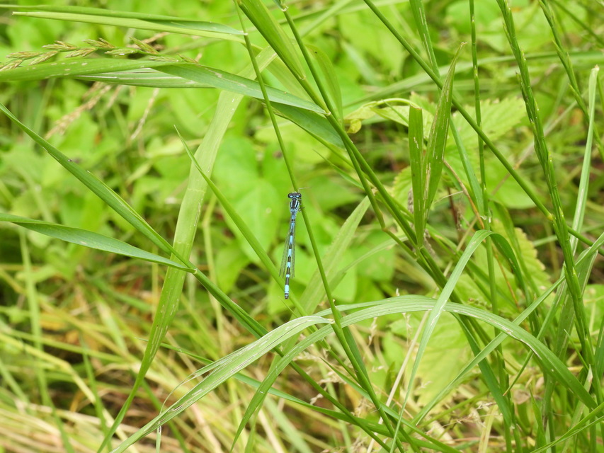 Coenagrion ornatum - díszes légivadász