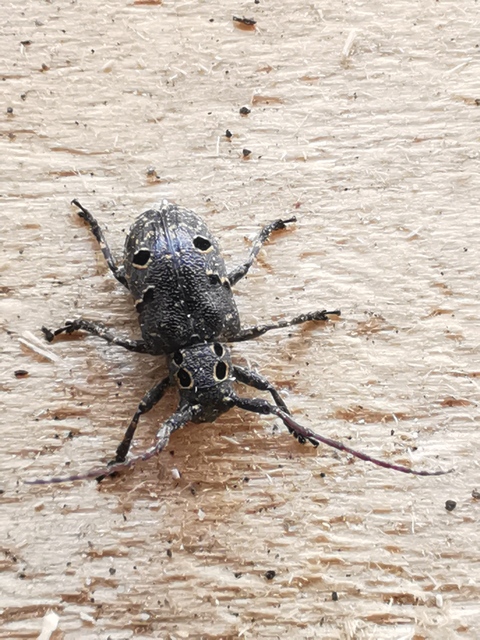 Mesosa curculionoides - szemfoltos cincér Mesosa curculionoides - szemfoltos cincér
