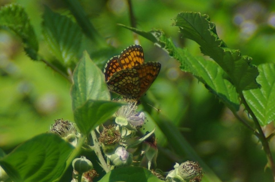 Melitaea athalia - közönséges tarkalepke