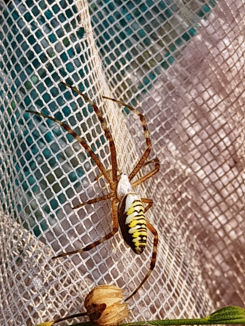 Argiope bruennichi - darázspók