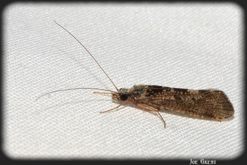 Trichoptera - Tegzesek