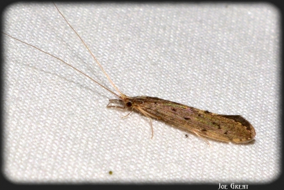 Trichoptera - Tegzesek