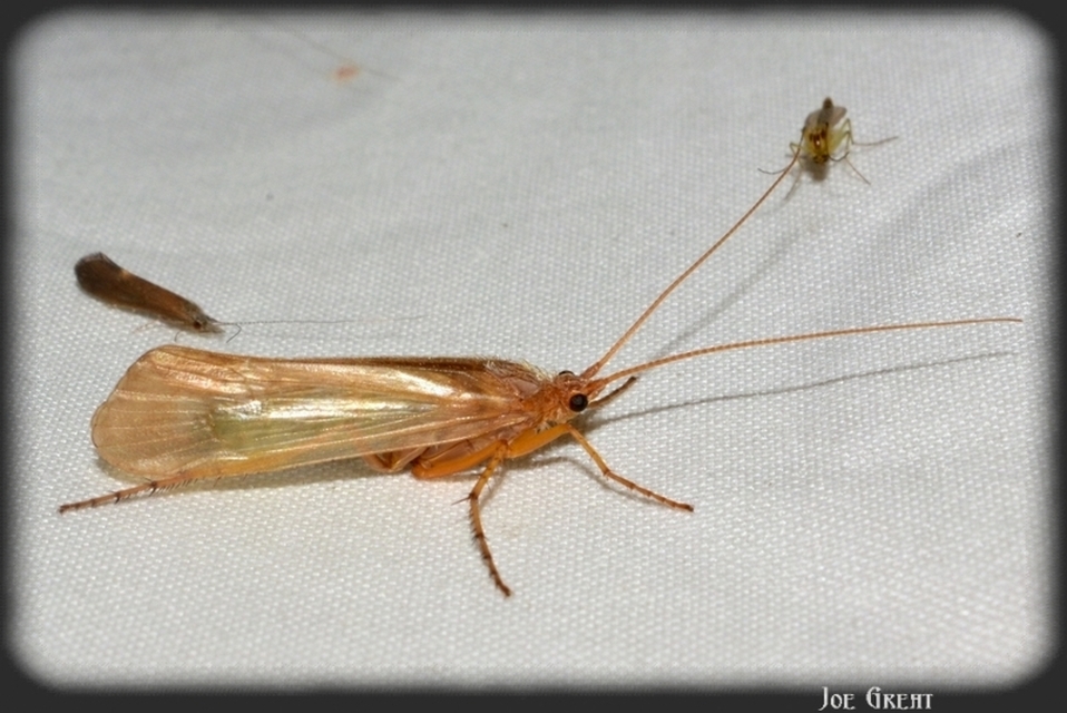Trichoptera - Tegzesek