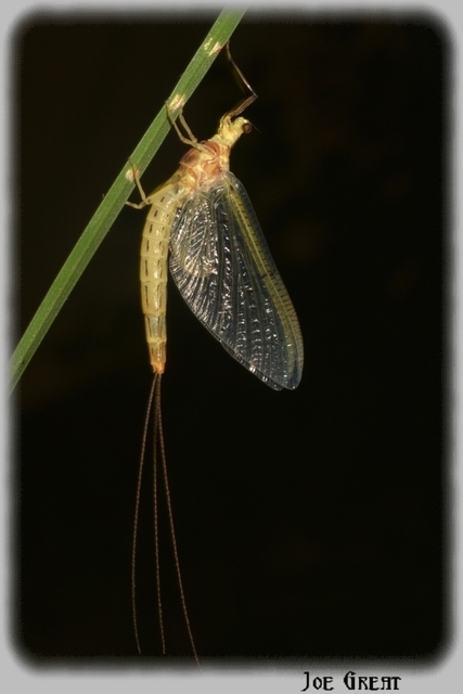 Ephemeroptera - Kérészek