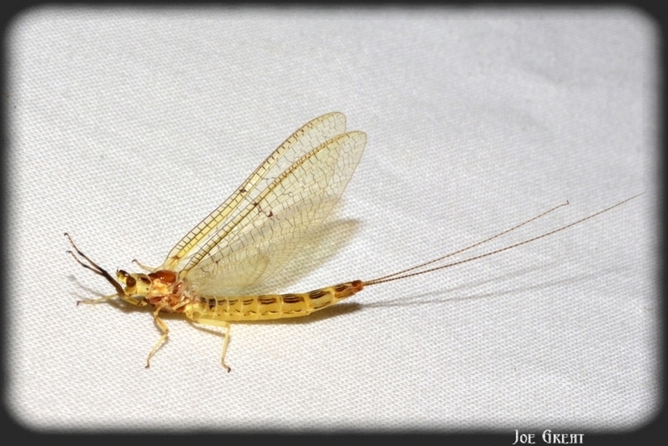 Ephemera lineata
