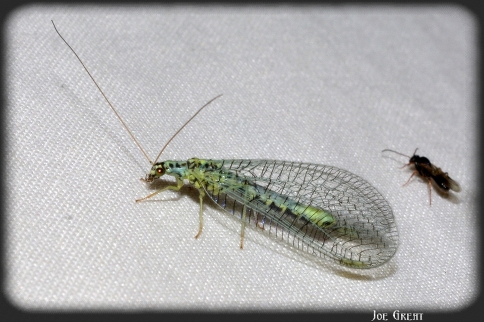 Chrysopa perla - aranyszemű fátyolka