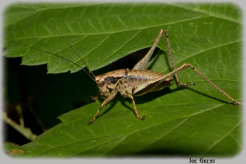 Pholidoptera griseoaptera - szürke avarszöcske