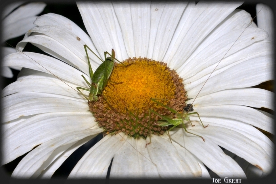 Leptophyes albovittata - közönséges virágszöcske