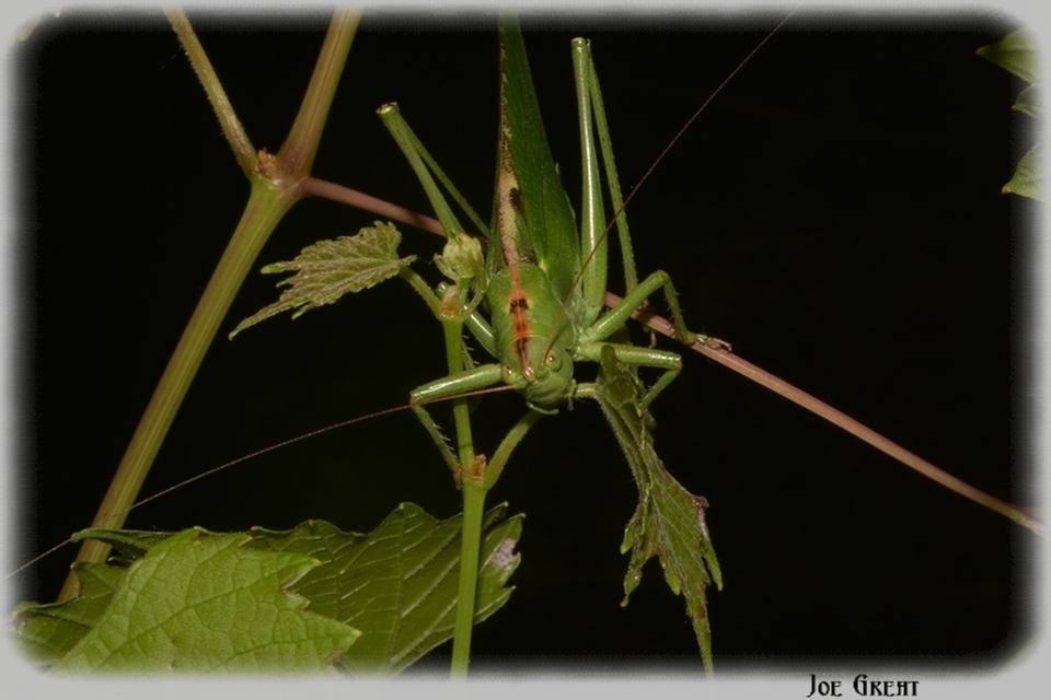 Tettigonia viridissima - zöld lombszöcske