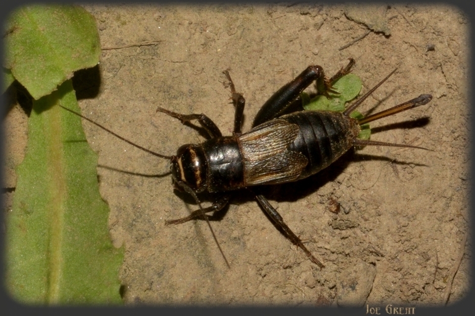 Eumodicogryllus bordigalensis - bordói tücsök