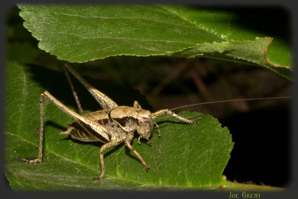 Pholidoptera griseoaptera - szürke avarszöcske
