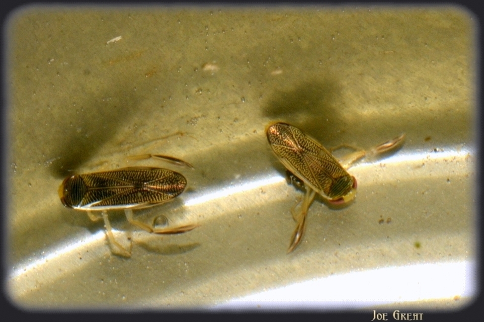 Corixidae - búvárpoloskák Corixidae - búvárpoloskák