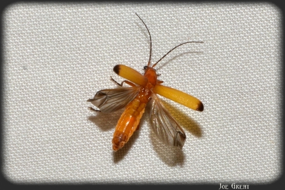 Rhagonycha fulva - feketevégű lágybogár