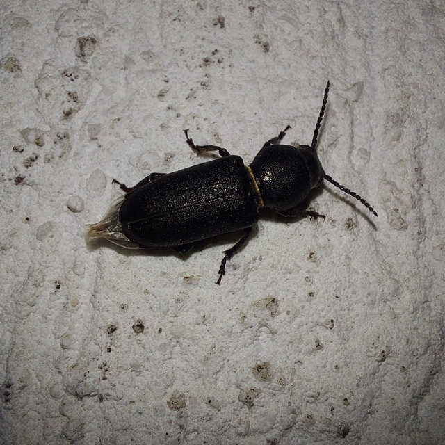Spondylis buprestoides - erdei félcincér