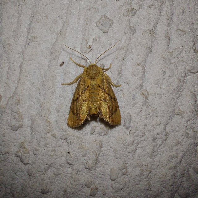 Apoda limacodes - kagylólepke