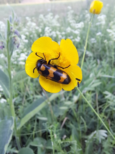 Mylabris variabilis - szalagos hólyaghúzó Mylabris variabilis - szalagos hólyaghúzó
