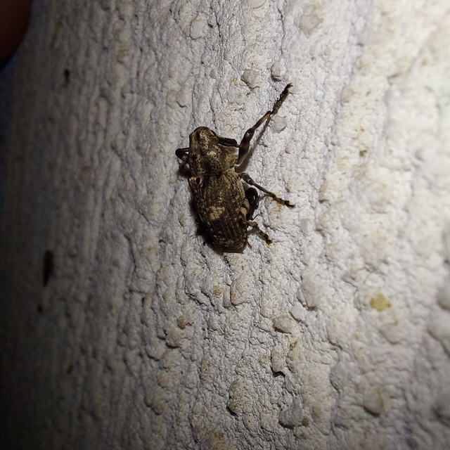 Gasterocercus depressirostris - laposorrú ormányos