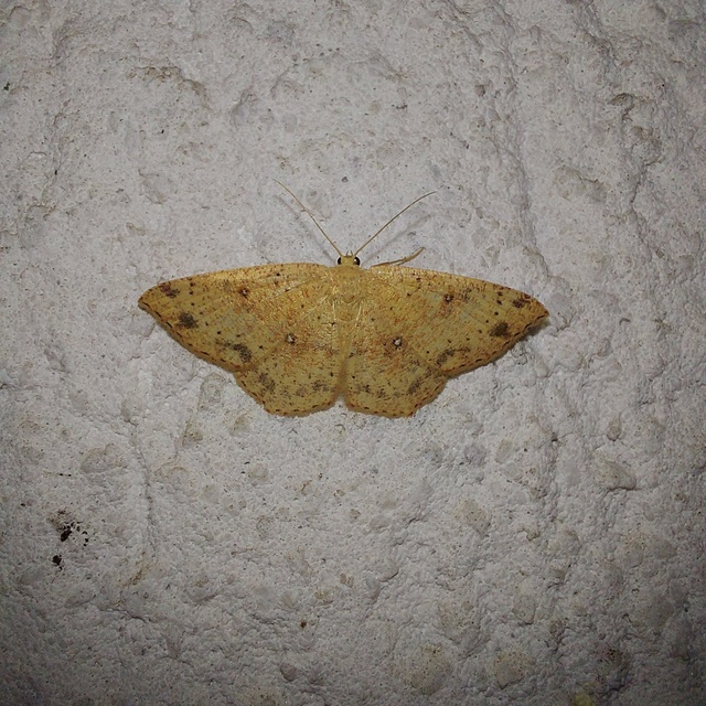 Cyclophora porata - körös pettyesaraszoló