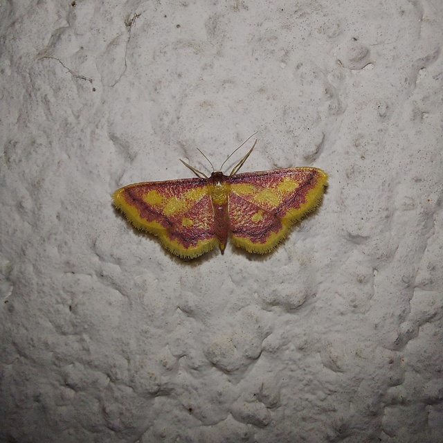 Idaea muricata - mocsári pirosaraszoló