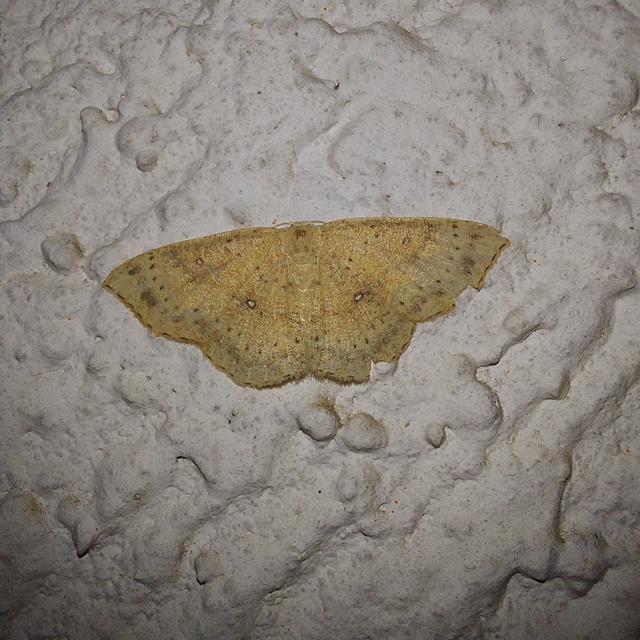 Cyclophora porata - körös pettyesaraszoló