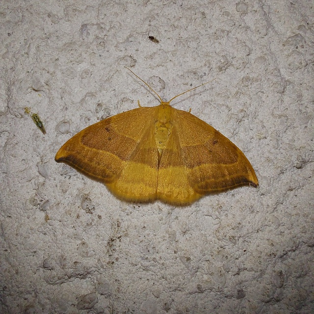 Watsonalla cultraria - bükkfa-sarlósszövő