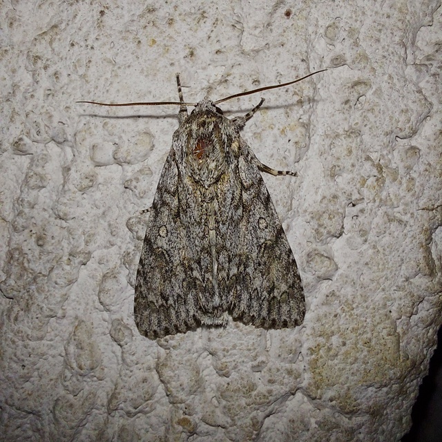 Acronicta aceris - vadgesztenye-szigonyosbagoly