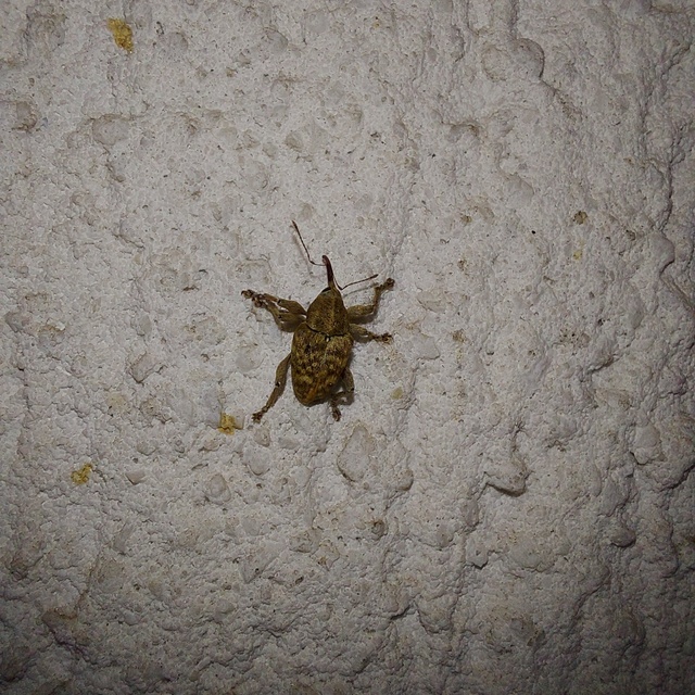 Curculio venosus - tarajos zsuzsóka