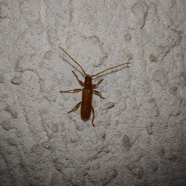 Axinopalpis gracilis - kecses selymescincér