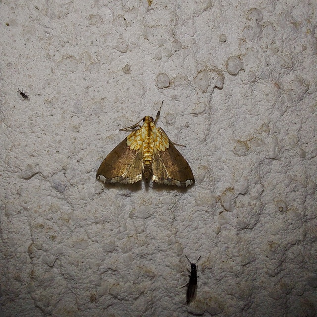 Agrotera nemoralis - ligeti tűzmoly