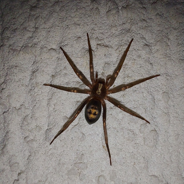 Drapeta rutilans - csillogó avarpók