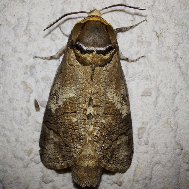 Cossus cossus - fűzfarontólepke