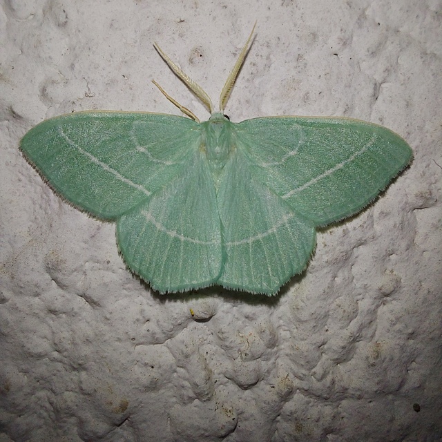 Hemistola chrysoprasaria - kékes zöldaraszoló