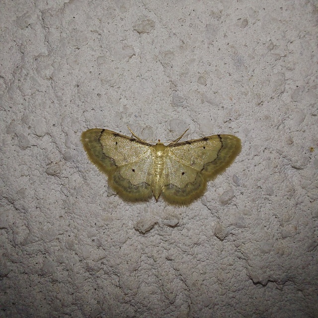 Idaea politaria - vonalas apróaraszoló