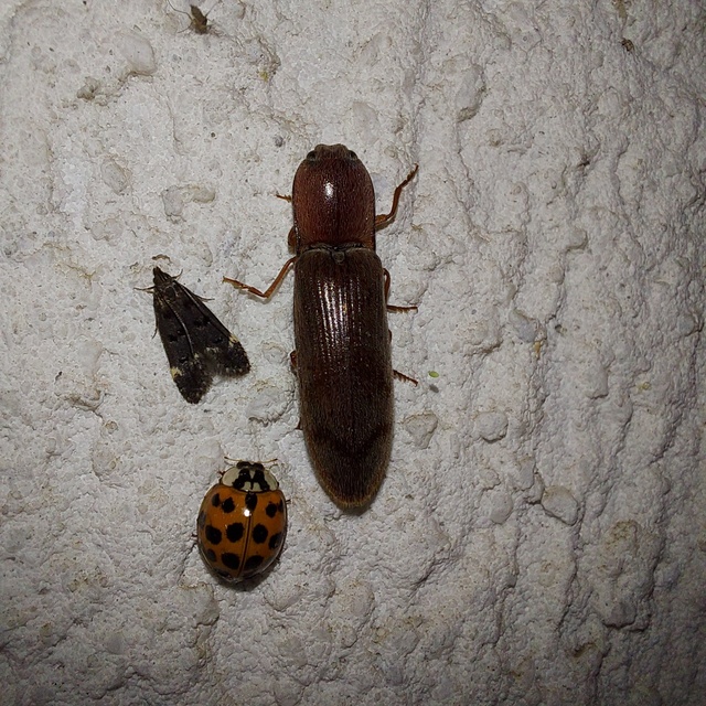 Stenagostus rhombeus - rombusznyakú pattanó