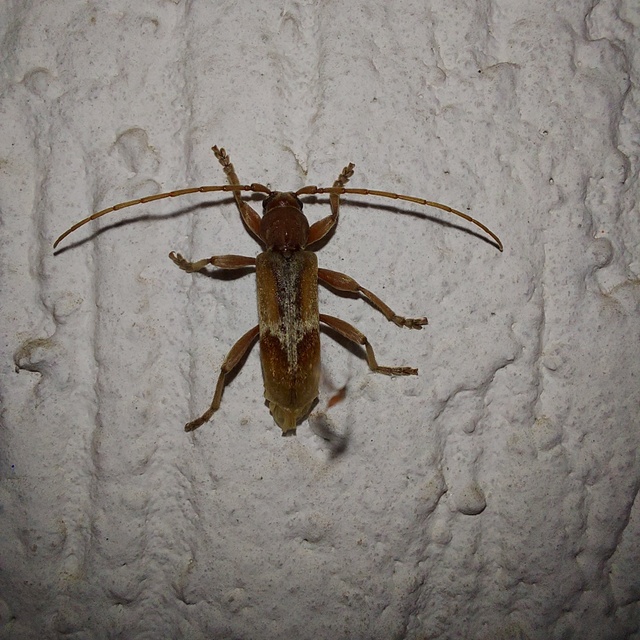 Trichoferus pallidus - sápadt éjicincér
