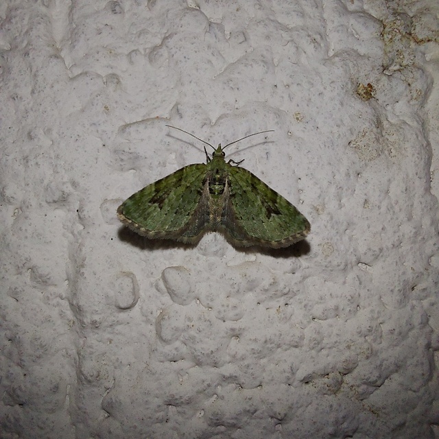 Chloroclystis v-ata - zöldes törpearaszoló