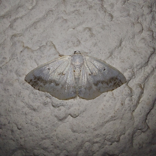 Lomographa temerata - foltos fehéraraszoló