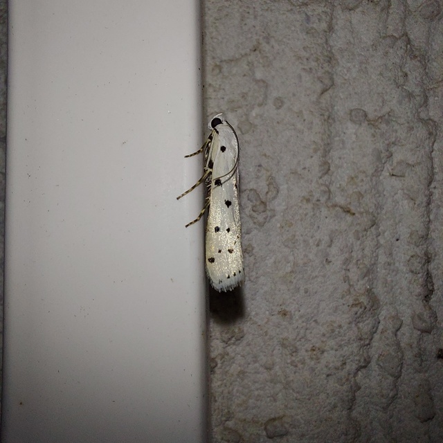 Myelois circumvoluta - pettyes karcsúmoly