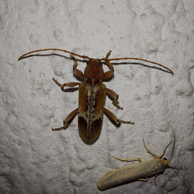 Trichoferus pallidus - sápadt éjicincér