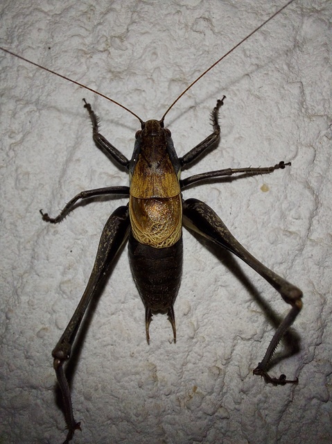 Pholidoptera aptera - nagy avarszöcske