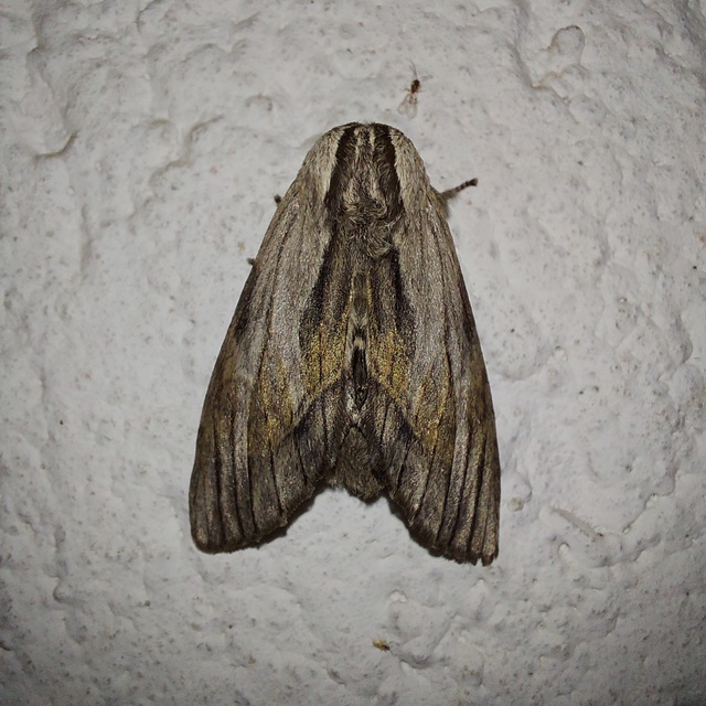 Harpyia milhauseri - pergamen-púposszövő