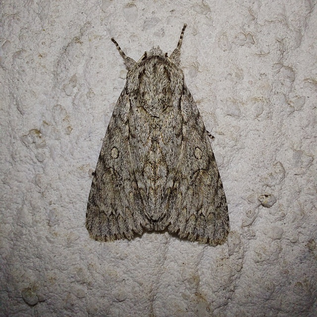 Acronicta aceris - vadgesztenye-szigonyosbagoly