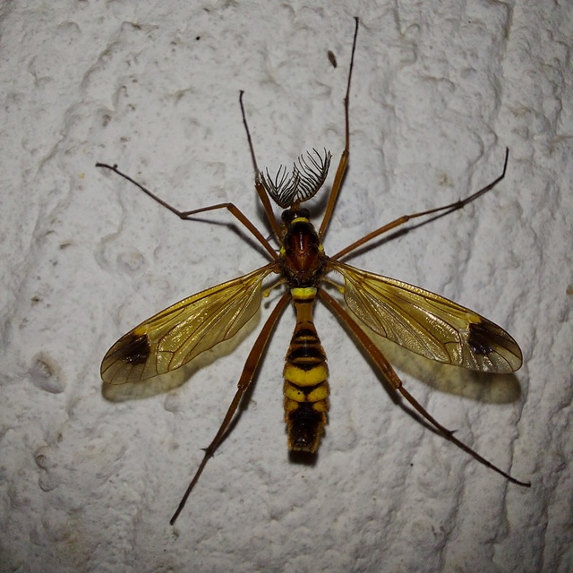 Ctenophora ornata - sárga fésűsszúnyog