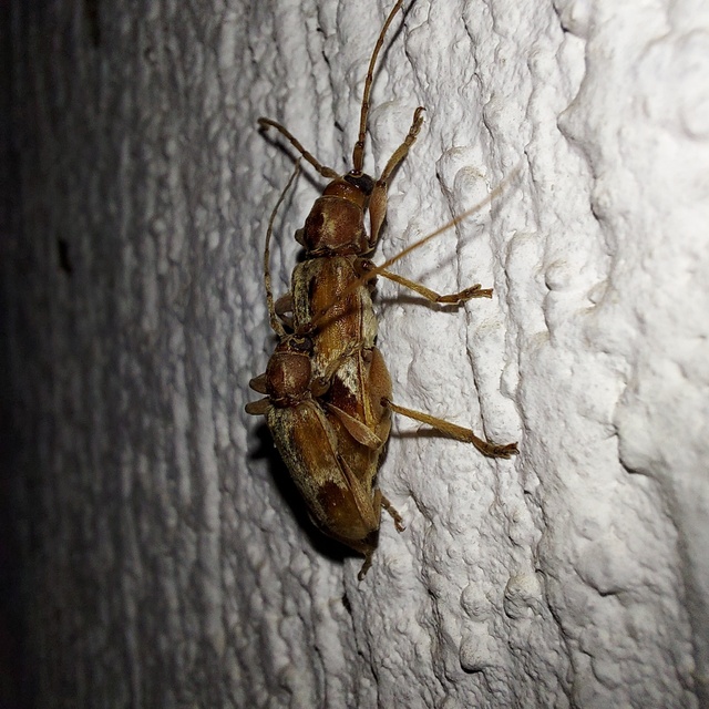 Trichoferus pallidus - sápadt éjicincér
