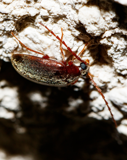 Hymenalia rufipes - rőtlábú alkonybogár