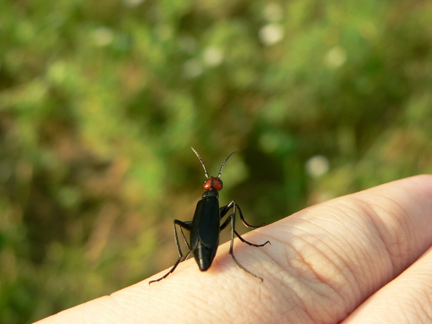 Epicauta rufidorsum - hollóbogár